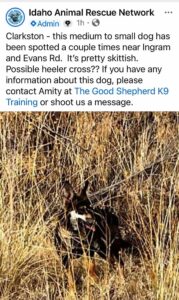 Ray - Lost Dog on LC Valley Pets