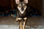 Ray - Albion Dog Hoarding Case Survivor