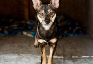 Ray - Albion Dog Hoarding Case Survivor