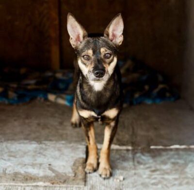Ray - Albion Dog Hoarding Case Survivor
