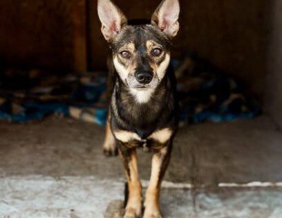 Ray - Albion Dog Hoarding Case Survivor