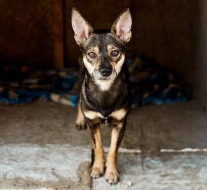 Ray - Albion Dog Hoarding Case Survivor
