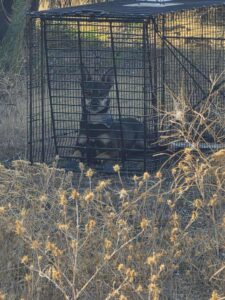 Ray - Lewis Clark Animal Shelter