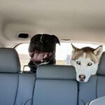 Dozer - Large Loving House Hippo and PIt Bull