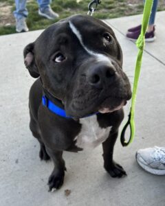 Dozer: Idaho Animal Rescue Network