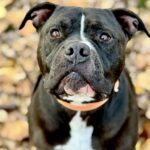 Dozer - Large Loving House Hippo and PIt Bull