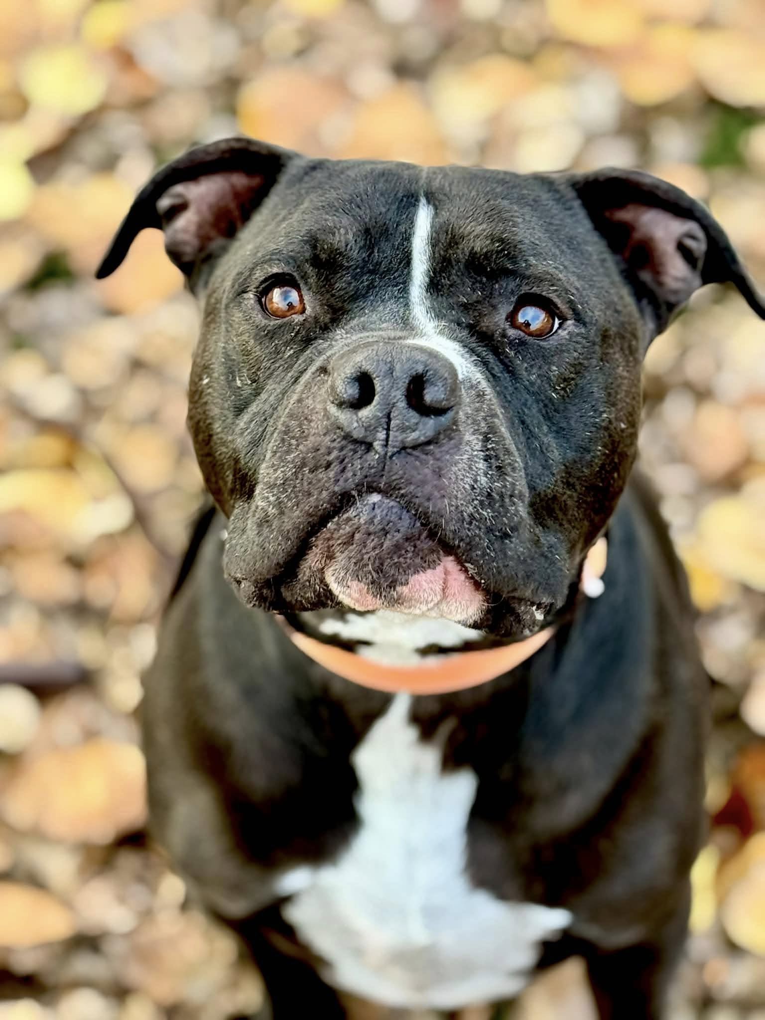 Dozer’s Story: A Journey of Heartbreak, Hope, and Second Chances Dozer - Large Loving House Hippo and PIt Bull