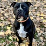 Dozer - Large Loving House Hippo and PIt Bull