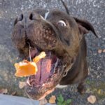 Dozer - Large Loving House Hippo and PIt Bull